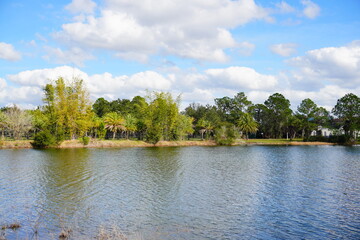 The winter landscape (colorful tree leaf) in Florida