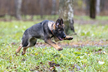 German Shepherd puppy frolics in the park on the lawn. Blurred focus in motion