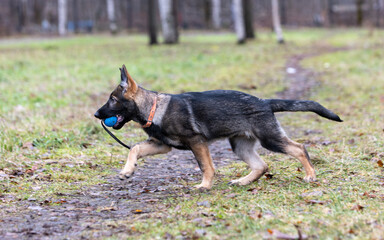 German Shepherd puppy walks with a blue ball in his teeth in the park on the lawn. Blurred focus in motion