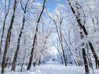 Picturesque alley between rows of trees on a sunny winter day, shadows of trees on the snow at clear blue sky on a bright frosty day.