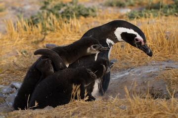 Pingüinos de Magallanes pichones exigiendo comida