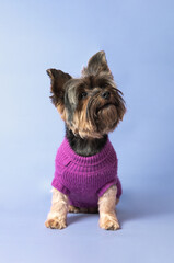 A Yorkshire terrier dog posing full length against a purple background while looking to the side. The animal is dressed in the same color as the background. Animal fashion, copyspace