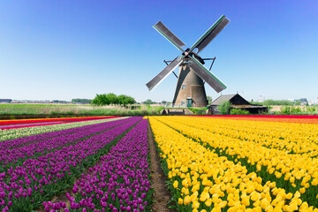 dutch windmill over yellow tulips field , Holland, retro toned