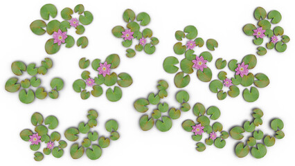 set of lily, laxmi lotus, 3d rendering, for digital composition and architecture visualization