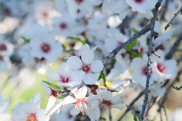 almond tree bloom, close up spring of almond tree twigs on blue sky background