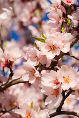 Fototapeta na wymiar almond tree bloom, pink flowers of almond close up