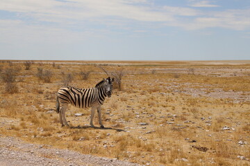 Fototapeta na wymiar ナミビア・エトーシャ国立公園でのゲームサファリで見られるシマウマ