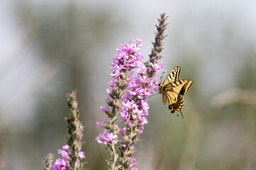 Wing underside view of a swallowtail (Papilio machaon) butterfly 
