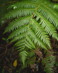 Silver Fern in a rainforest in New Zealand
