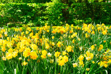 Blooming yelow daffodils flowers with green grass and trees