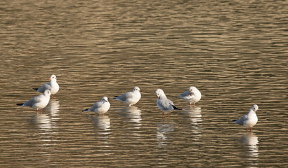 A small flockof Black headed gulls (Chroicocephalus ridibundus) swimming on Seyhan river