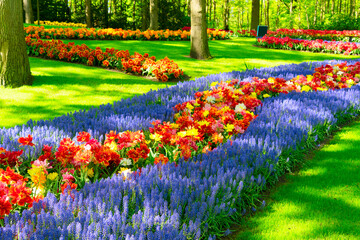 floral background - fresh spring lawn with blooming tulips and bluebell flowers borders