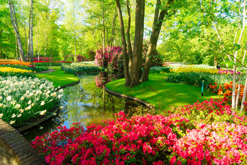 fresh spring lawn with blooming with white daffodil flowers, various tulips under green tree in...