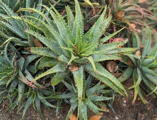 Obraz premium aloe perfoliata, creeping aloes, rubble aloe, mitre aloe found in rocky, mountainous areas, aloe mitriformis, tracheophytes, asparagales