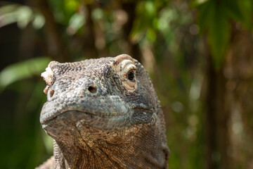  Close up portrait, front view. Komodo dragon. Scientific name: Varanus Komodoensis.