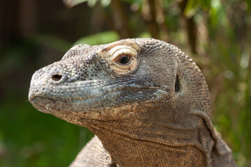 A wild big komodo dragon varanus komodoensis