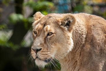 The lioness at the zoo is looking at something.