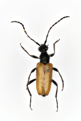 Flower longhorn beetle (Stenurella melanura), a 50 years old specimen from beetle collection.