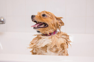 Bathing a dog in the bathroom under the shower. Grooming animals, grooming, drying and styling...