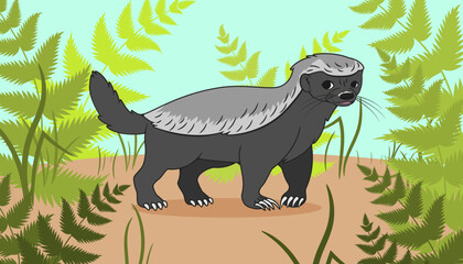 Honey badger, in cartoon style, against the background of grass and ferns, in the forest. Vector illustration.