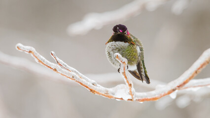 Green annas hummingbird watching on an ice coated twig in winter with feather puffed out