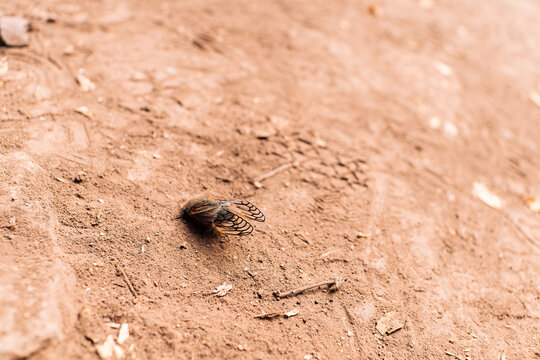 image of a bee in selective focus on the ground