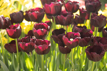 An abundance of tulip flowers in a flower bed. Dark red tulips with fringed petals. Beautiful...