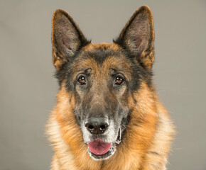portrait of an adult german shepherd on a gray background isolated