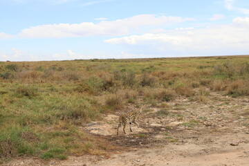 Fototapeta na wymiar タンザニアのセレンゲティ国立公園にいるサーバルキャット