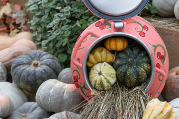 Green and orange little pumpkin in the can. Gardening concept.