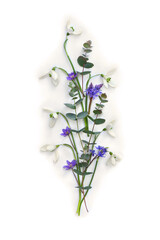 White snowdrops, blue flowers Scilla bifolia, violet hepatica with green eucalyptus leaves and branches on a white background. Top view, flat lay