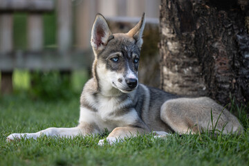 Husky Welpe
