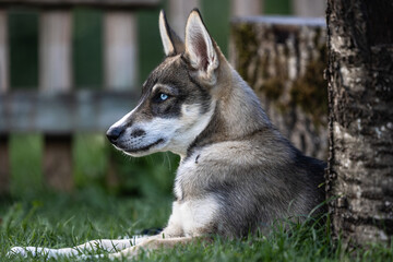 Husky Welpe
