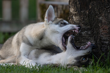 Spielende Husky Welpen