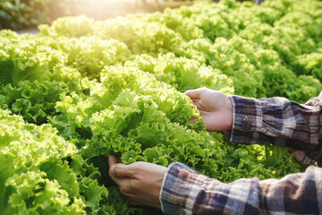 Woman harvest green lettuce from an organic farm. farmer producer of bio food. Fresh vegetables.	