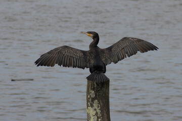 Colección de Animales