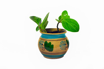 Houseplant in a ceramic pot isolate on a white background side view.