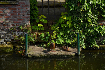 Ducks resting on the banks of the canal in Brugge