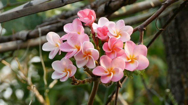Bunch of pink Frangipani, Frangipanni,  or plumeria tropical flowers