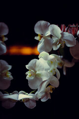Fototapeta na wymiar A bouquet of orchids in a wedding style