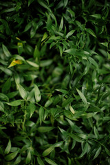 Macro photography of leaves of green plants