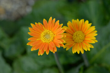 黄色いガーベラの花