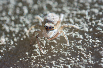 Macro shot of brown, black and white jumping spider salticidae on wall in Buenos Aires, Argentina.