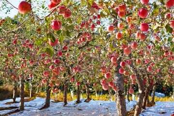 Ripening of red apples with aluminium paper, orchard in South Korea countryside