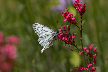 Black veined white butterfly on a purple flower (Aporia crataegi)