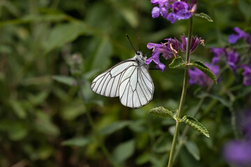 Black veined white butterfly on a purple flower (Aporia crataegi)