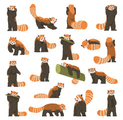 Set of cute adorable red panda in different poses. Funny animal doing different everyday activities cartoon vector illustration © Happypictures