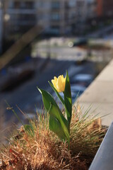 Wiosna. Żółty tulipan samotnie rośnie na balkonie. Oznaka wiosny w mieście. Balkon z kwiatami - obrazy, fototapety, plakaty
