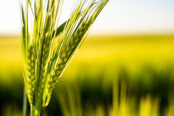 Close up Green barley ears spikes with a agricultural barley field on background. Green unripe cereals. The concept of agriculture, healthy eating, organic food.