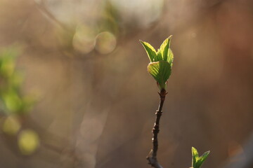 Symbol wiosny - zielony pęd z młodymi listkami rośnie do góry w słońcu.  Wiosenny ogródek
